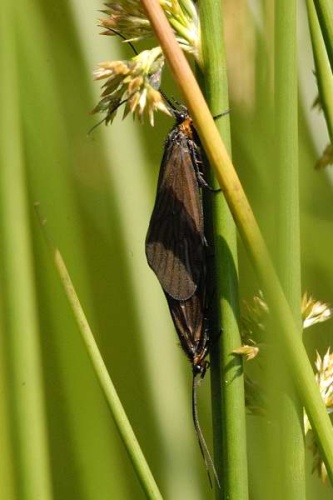 Agrypnia obsoleta © James K. Lindsey