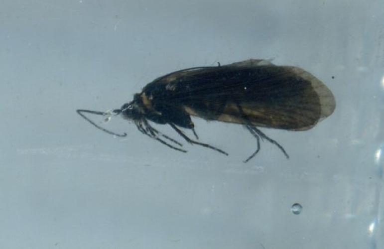 Lithax niger &copy; Paul Frandsen