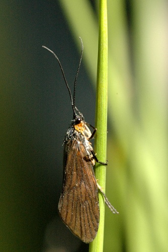 Lepidostoma hirtum © James K. Lindsey