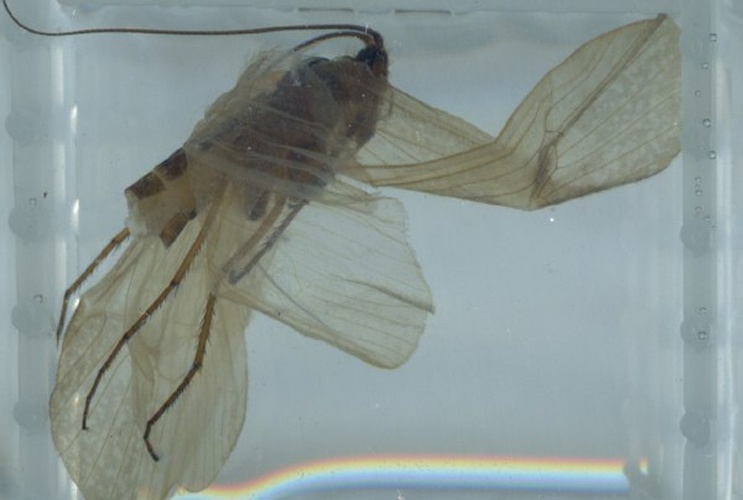 Allogamus hilaris © Paul Frandsen