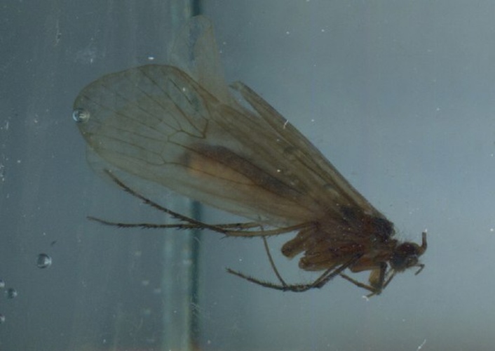 Allogamus ligonifer &copy; Paul Frandsen