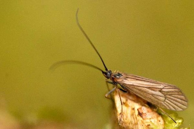 Enoicyla pusilla © James K. Lindsey