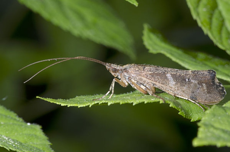 Glyphotaelius pellucidus © <a href="//commons.wikimedia.org/wiki/User:Pjt56" title="User:Pjt56">pjt56</a> --- If you use the picture outside Wikipedia I would appreciate a short e-mail to pjt56@gmx.net