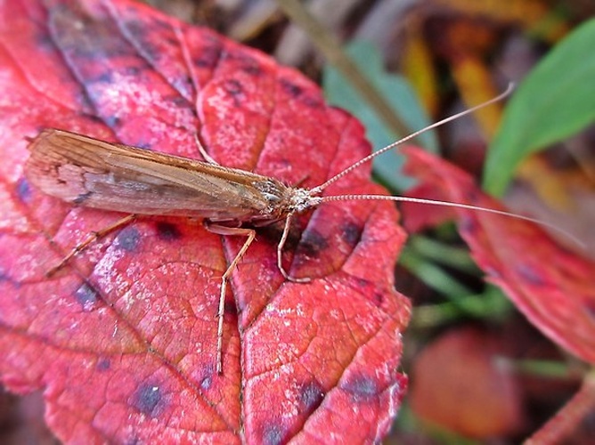 Limnephilus decipiens &copy; <a href="//commons.wikimedia.org/wiki/User:Bj.schoenmakers" title="User:Bj.schoenmakers">Bj.schoenmakers</a>