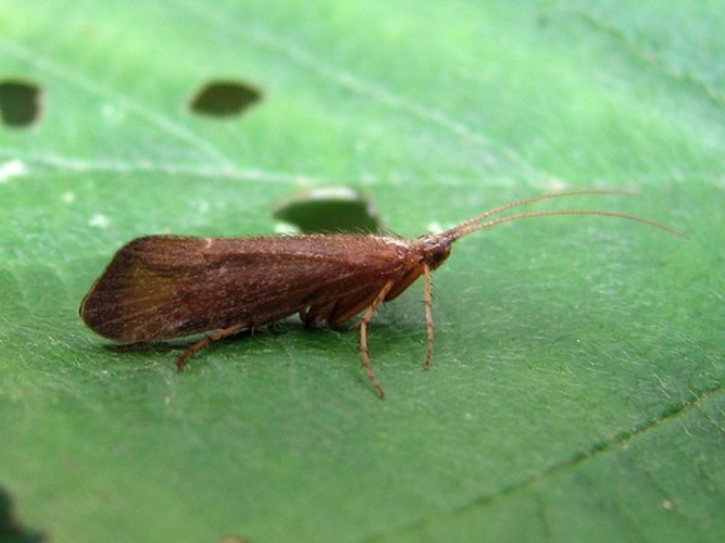 Limnephilus ignavus © J. Lång