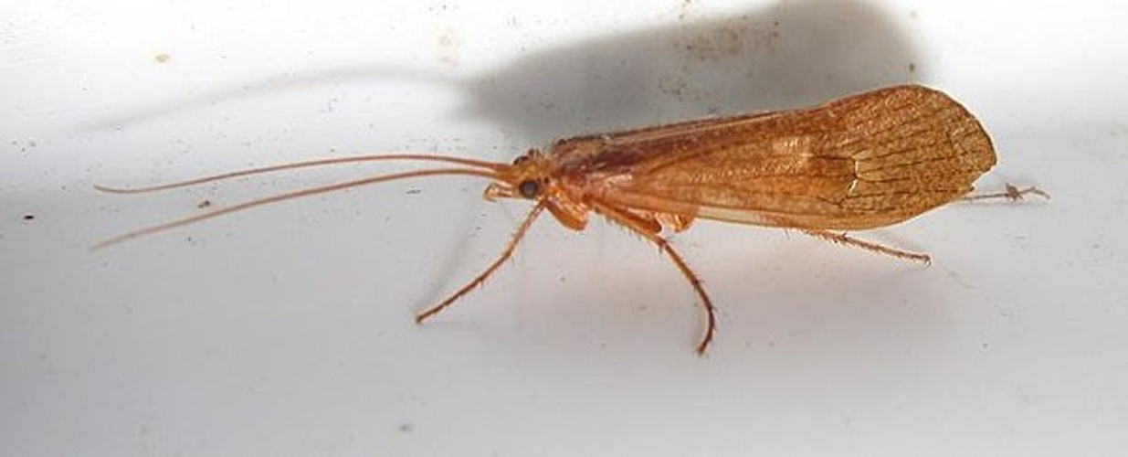 Stenophylax permistus © <table style="width:100%; border:1px solid #aaa; background:#efd; text-align:center"><tbody><tr>
<td>
<a href="//commons.wikimedia.org/wiki/File:Aspitates_ochrearia.jpg" class="image"><img alt="Aspitates ochrearia.jpg" src="https://upload.wikimedia.org/wikipedia/commons/thumb/b/bc/Aspitates_ochrearia.jpg/55px-Aspitates_ochrearia.jpg" decoding="async" width="55" height="41" srcset="https://upload.wikimedia.org/wikipedia/commons/thumb/b/bc/Aspitates_ochrearia.jpg/83px-Aspitates_ochrearia.jpg 1.5x, https://upload.wikimedia.org/wikipedia/commons/thumb/b/bc/Aspitates_ochrearia.jpg/110px-Aspitates_ochrearia.jpg 2x" data-file-width="800" data-file-height="600"></a>
</td>
<td>This image is created by user <a rel="nofollow" class="external text" href="http://waarneming.nl/user/photos/14699">Wouter Bosgra</a> at <a rel="nofollow" class="external text" href="http://waarneming.nl/">waarneming.nl</a>, a source of nature observations in the Netherlands.
</td>
</tr></tbody></table>