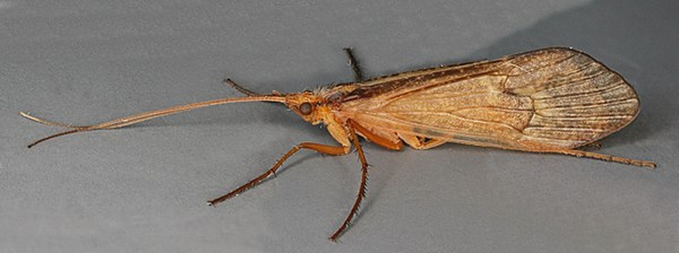 Stenophylax vibex &copy; <a rel="nofollow" class="external text" href="https://www.flickr.com/people/130093583@N04">Janet Graham</a>