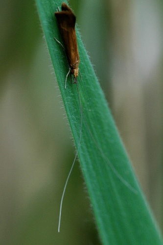 Leptocerus interruptus © James K. Lindsey