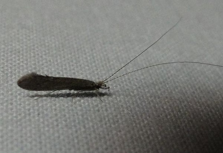 Leptocerus tineiformis &copy; <table style="width:100%; border:1px solid #aaa; background:#efd; text-align:center"><tbody><tr>
<td>
<a href="//commons.wikimedia.org/wiki/File:Aspitates_ochrearia.jpg" class="image"><img alt="Aspitates ochrearia.jpg" src="https://upload.wikimedia.org/wikipedia/commons/thumb/b/bc/Aspitates_ochrearia.jpg/55px-Aspitates_ochrearia.jpg" decoding="async" width="55" height="41" srcset="https://upload.wikimedia.org/wikipedia/commons/thumb/b/bc/Aspitates_ochrearia.jpg/83px-Aspitates_ochrearia.jpg 1.5x, https://upload.wikimedia.org/wikipedia/commons/thumb/b/bc/Aspitates_ochrearia.jpg/110px-Aspitates_ochrearia.jpg 2x" data-file-width="800" data-file-height="600"></a>
</td>
<td>This image is created by user <a rel="nofollow" class="external text" href="http://waarneming.nl/user/photos/12427">jeffrey huizenga</a> at <a rel="nofollow" class="external text" href="http://waarneming.nl/">waarneming.nl</a>, a source of nature observations in the Netherlands.
</td>
</tr></tbody></table>