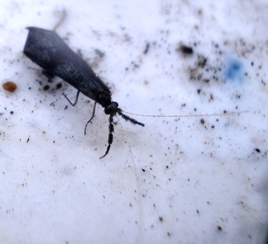 Mystacides azureus &copy; <a rel="nofollow" class="external text" href="https://www.flickr.com/people/25258702@N04">Mick Talbot</a>