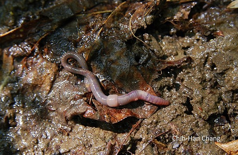 Octolasion lacteum © <a rel="nofollow" class="external text" href="https://www.flickr.com/people/117184384@N07">Smithsonian Environmental Research Center</a>