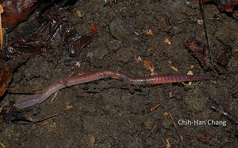 Lumbricus friendi © <a rel="nofollow" class="external text" href="https://www.flickr.com/people/117184384@N07">Smithsonian Environmental Research Center</a>