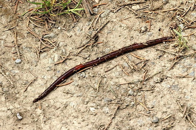 Lumbricus rubellus &copy; James K. Lindsey