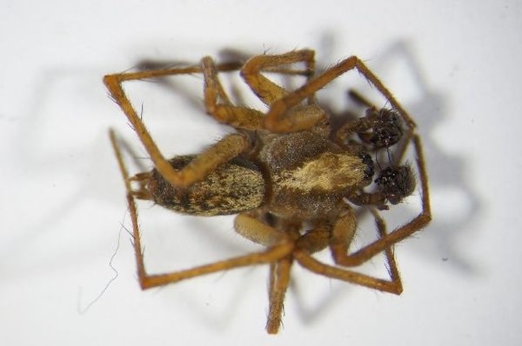 Histopona torpida &copy; Zoologische Staatssammlung Muenchen