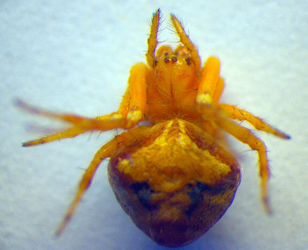 Araneus triguttatus © Zoologische Staatssammlung Muenchen