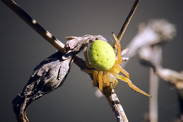 Araniella inconspicua &copy; www.invertebradosdehuesca.com
