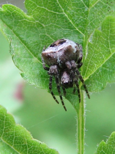 Gibbaranea omoeda © J. Lång