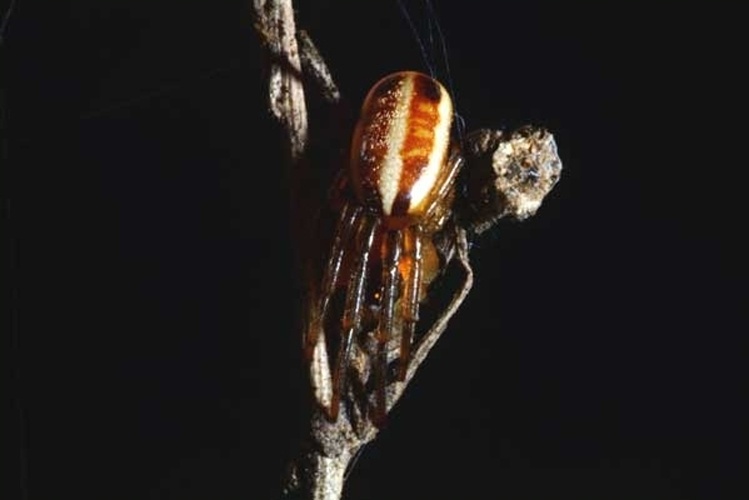 Hypsosinga heri &copy; <a rel="nofollow" class="external text" href="http://herramientas.educa.madrid.org/animalandia/autor.php?nombre=Laura%20Collado%20y%20Javier%20Peraleda">Lauro Collado y Javier Paraleda</a>