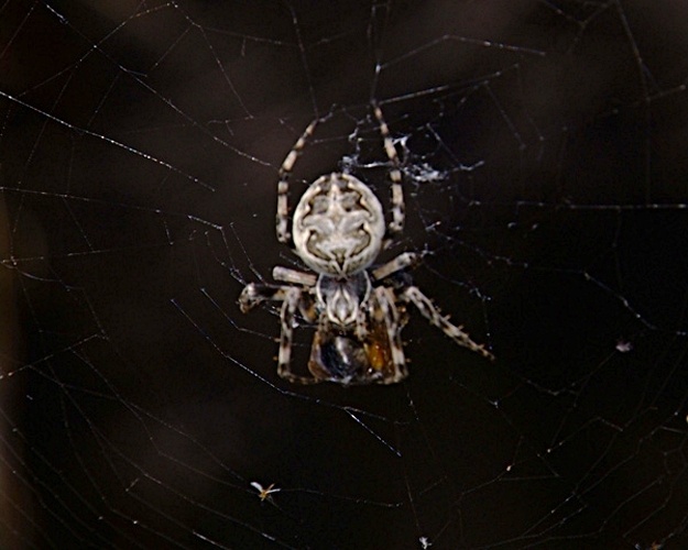 Larinioides suspicax &copy; <a rel="nofollow" class="external text" href="http://herramientas.educa.madrid.org/animalandia/autor.php?nombre=Laura%20Collado%20y%20Javier%20Peraleda">Lauro Collado y Javier Paraleda</a>