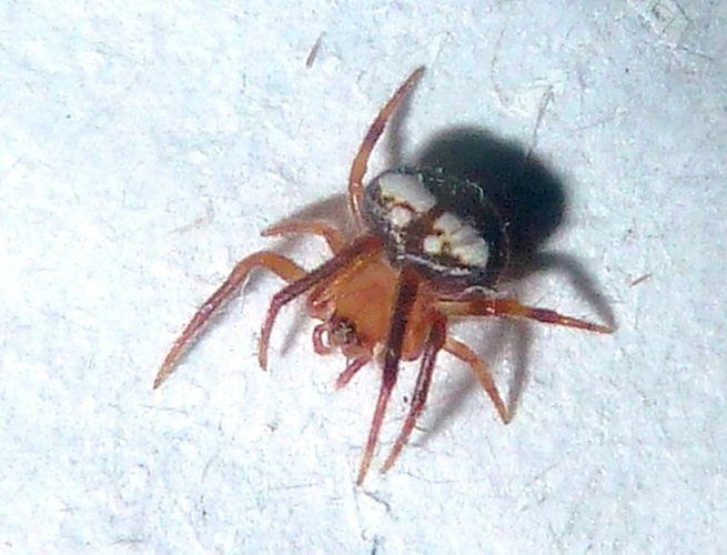 Neoscona subfusca &copy; <a href="//commons.wikimedia.org/wiki/User:JMK" title="User:JMK">JMK</a>