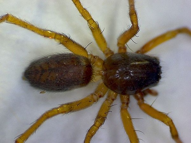 Clubiona comta &copy; <table style="width:100%; border:1px solid #aaa; background:#efd; text-align:center"><tbody><tr>
<td>
<a href="//commons.wikimedia.org/wiki/File:Aspitates_ochrearia.jpg" class="image"><img alt="Aspitates ochrearia.jpg" src="https://upload.wikimedia.org/wikipedia/commons/thumb/b/bc/Aspitates_ochrearia.jpg/55px-Aspitates_ochrearia.jpg" decoding="async" width="55" height="41" srcset="https://upload.wikimedia.org/wikipedia/commons/thumb/b/bc/Aspitates_ochrearia.jpg/83px-Aspitates_ochrearia.jpg 1.5x, https://upload.wikimedia.org/wikipedia/commons/thumb/b/bc/Aspitates_ochrearia.jpg/110px-Aspitates_ochrearia.jpg 2x" data-file-width="800" data-file-height="600"></a>
</td>
<td>This image is created by user <a rel="nofollow" class="external text" href="http://waarneming.nl/user/photos/21030">Frank van de Putte</a> at <a rel="nofollow" class="external text" href="http://waarneming.nl/">waarneming.nl</a>, a source of nature observations in the Netherlands.
</td>
</tr></tbody></table>