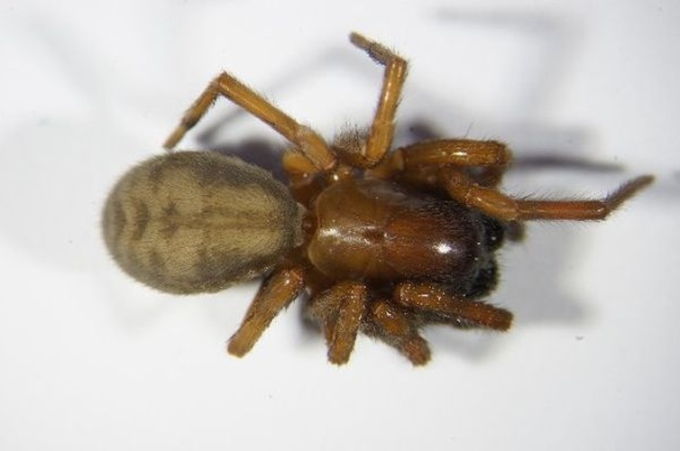 Cybaeus tetricus © Zoologische Staatssammlung Muenchen