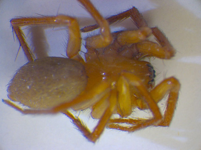 Cicurina cicur © Zoologische Staatssammlung Muenchen