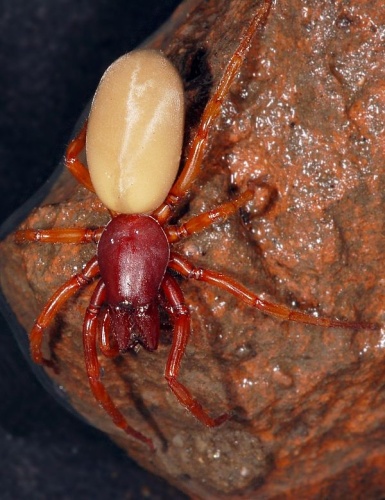 Dysdera erythrina &copy; <a href="//commons.wikimedia.org/wiki/User:Dysmachus" title="User:Dysmachus">Fritz Geller-Grimm</a>