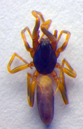 Harpactea hombergi &copy; Zoologische Staatssammlung Muenchen