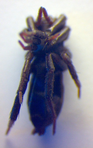 Drassyllus praeficus © Zoologische Staatssammlung Muenchen