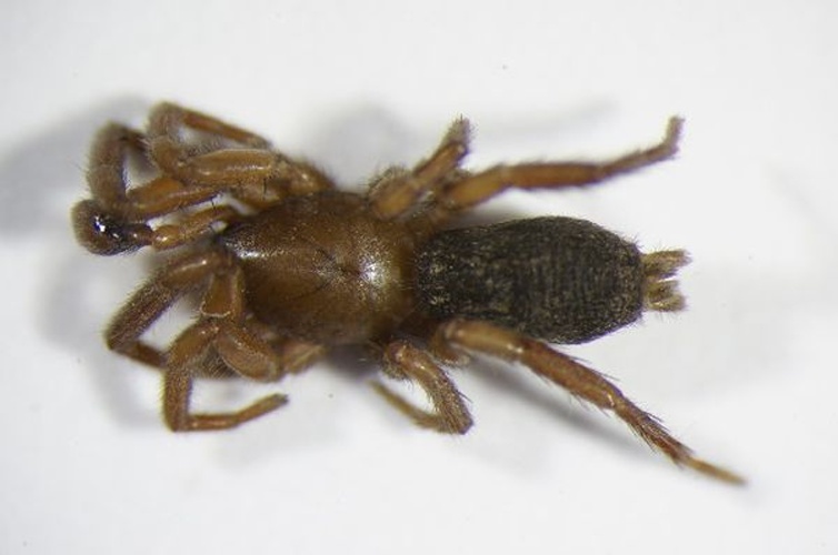 Haplodrassus umbratilis © Zoologische Staatssammlung Muenchen