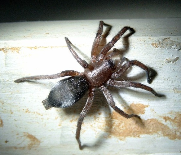 Scotophaeus blackwalli © <a href="//commons.wikimedia.org/wiki/User:Kersti_Nebelsiek" title="User:Kersti Nebelsiek">Kersti</a> (<a href="//commons.wikimedia.org/wiki/User_talk:Kersti_Nebelsiek" title="User talk:Kersti Nebelsiek"><span class="signature-talk">talk</span></a>)