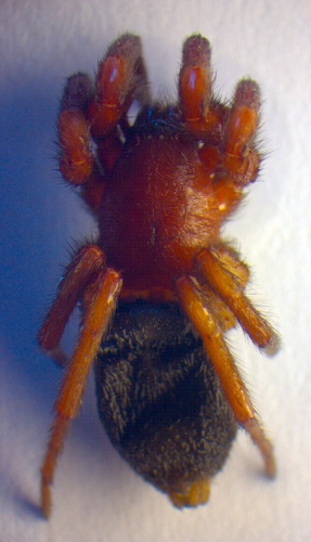 Scotophaeus scutulatus © Zoologische Staatssammlung Muenchen