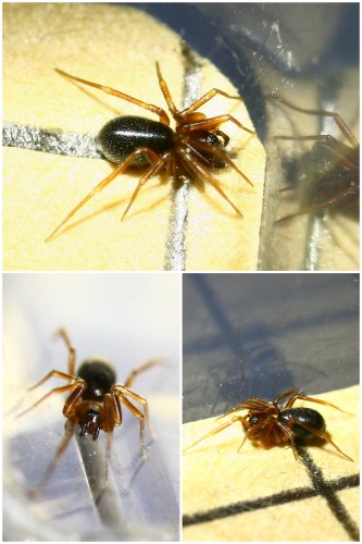 Agyneta conigera &copy; <a rel="nofollow" class="external text" href="https://www.flickr.com/people/57984606@N00">Phil</a>