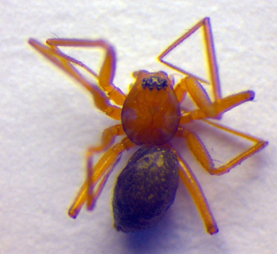 Anguliphantes angulipalpis &copy; Zoologische Staatssammlung Muenchen