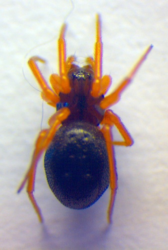 Baryphyma pratense © Zoologische Staatssammlung Muenchen