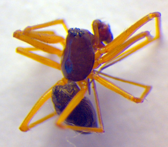 Bathyphantes nigrinus &copy; Zoologische Staatssammlung Muenchen