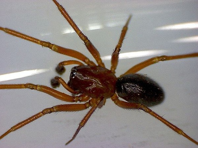 Macrargus rufus &copy; <table style="width:100%; border:1px solid #aaa; background:#efd; text-align:center"><tbody><tr>
<td>
<a href="//commons.wikimedia.org/wiki/File:Aspitates_ochrearia.jpg" class="image"><img alt="Aspitates ochrearia.jpg" src="https://upload.wikimedia.org/wikipedia/commons/thumb/b/bc/Aspitates_ochrearia.jpg/55px-Aspitates_ochrearia.jpg" decoding="async" width="55" height="41" srcset="https://upload.wikimedia.org/wikipedia/commons/thumb/b/bc/Aspitates_ochrearia.jpg/83px-Aspitates_ochrearia.jpg 1.5x, https://upload.wikimedia.org/wikipedia/commons/thumb/b/bc/Aspitates_ochrearia.jpg/110px-Aspitates_ochrearia.jpg 2x" data-file-width="800" data-file-height="600"></a>
</td>
<td>This image is created by user <a rel="nofollow" class="external text" href="http://waarneming.nl/user/photos/21030">Frank van de Putte</a> at <a rel="nofollow" class="external text" href="http://waarneming.nl/">waarneming.nl</a>, a source of nature observations in the Netherlands.
</td>
</tr></tbody></table>