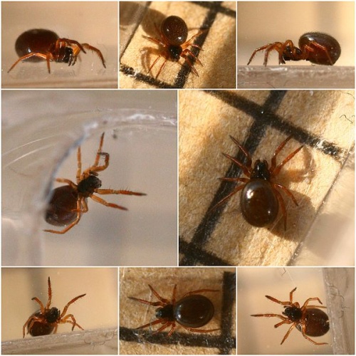 Maso sundevalli &copy; Rhithrogena22