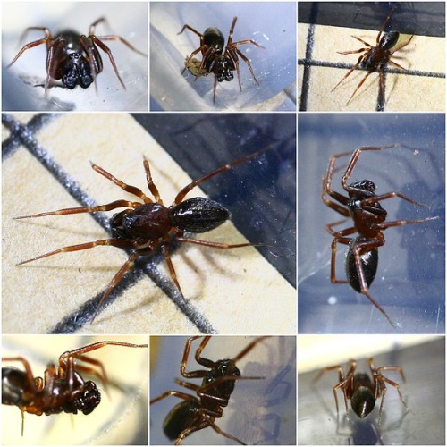 Microneta viaria &copy; <a rel="nofollow" class="external text" href="https://www.flickr.com/people/57984606@N00">Phil</a>