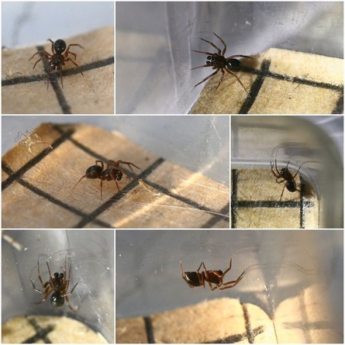 Monocephalus castaneipes &copy; <a rel="nofollow" class="external text" href="https://www.flickr.com/people/57984606@N00">Phil</a>