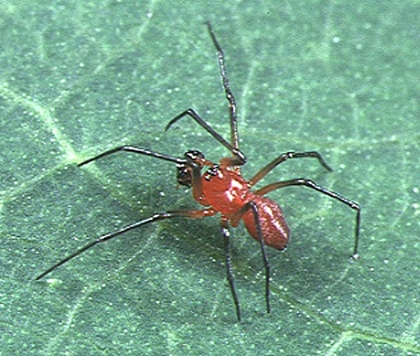 Nematogmus sanguinolentus © Akio Tanikawa