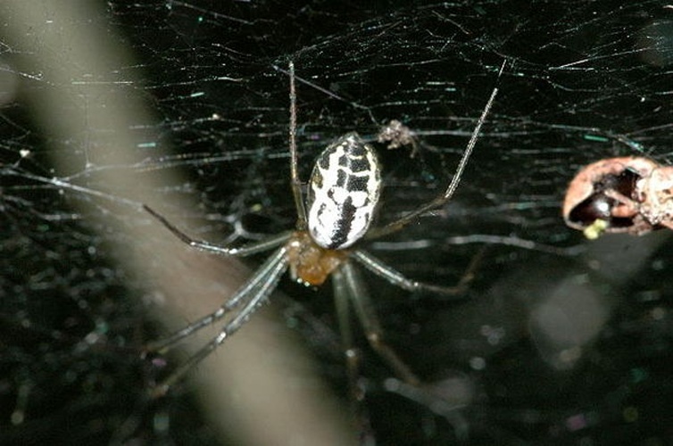 Neriene emphana &copy; James K. Lindsey