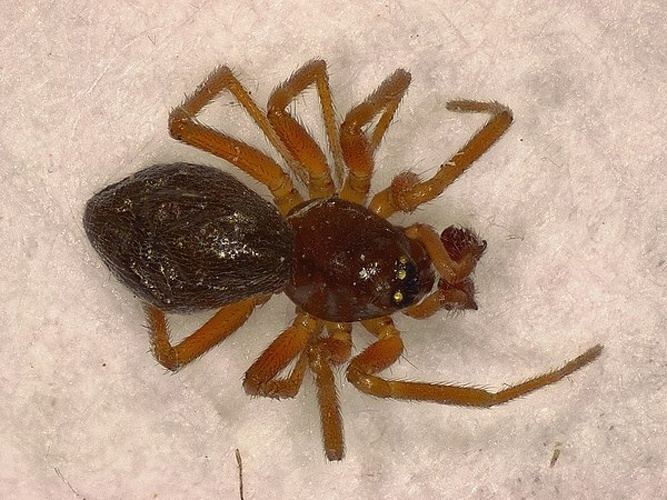 Oedothorax apicatus &copy; <a rel="nofollow" class="external text" href="https://www.flickr.com/people/25401497@N02">Donald Hobern</a> from Copenhagen, Denmark