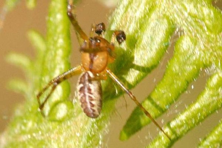 Pityohyphantes phrygianus &copy; James K. Lindsey