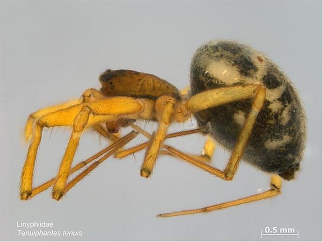 Tenuiphantes tenuis © Caroline Harding, MPI