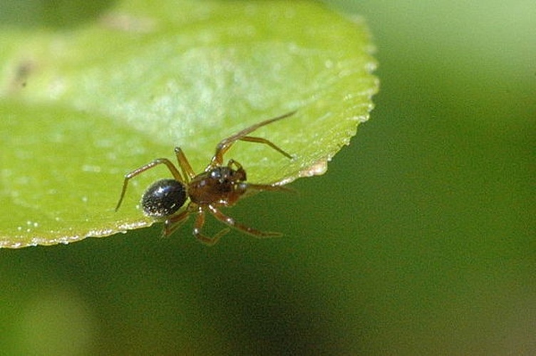 Trematocephalus cristatus &copy; James K. Lindsey