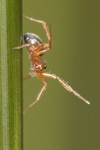 Walckenaeria acuminata © James K. Lindsey
