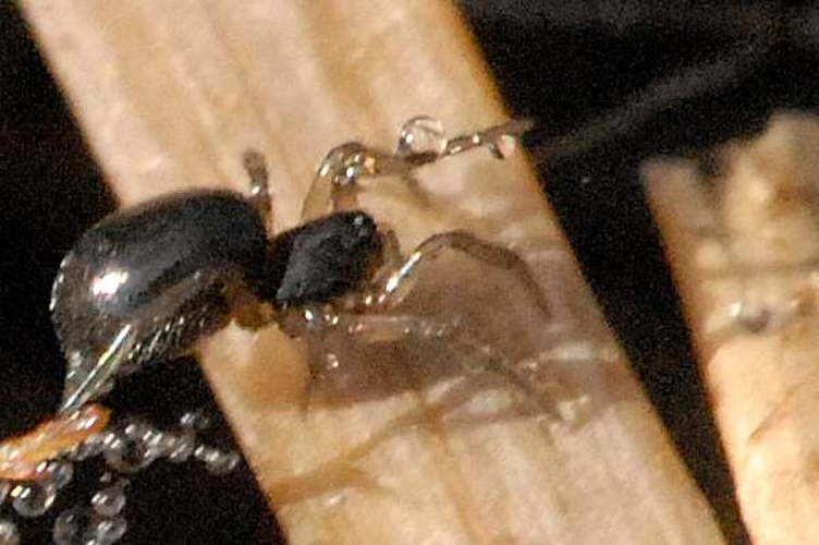 Walckenaeria stylifrons &copy; James K. Lindsey