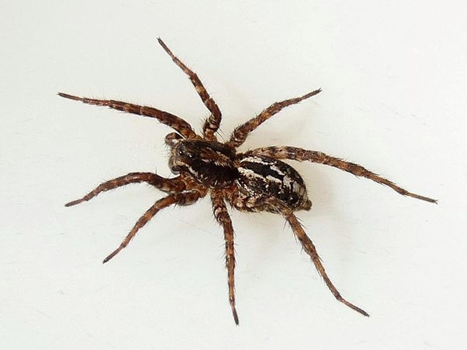 Alopecosa barbipes &copy; <table style="width:100%; border:1px solid #aaa; background:#efd; text-align:center"><tbody><tr>
<td>
<a href="//commons.wikimedia.org/wiki/File:Aspitates_ochrearia.jpg" class="image"><img alt="Aspitates ochrearia.jpg" src="https://upload.wikimedia.org/wikipedia/commons/thumb/b/bc/Aspitates_ochrearia.jpg/55px-Aspitates_ochrearia.jpg" decoding="async" width="55" height="41" srcset="https://upload.wikimedia.org/wikipedia/commons/thumb/b/bc/Aspitates_ochrearia.jpg/83px-Aspitates_ochrearia.jpg 1.5x, https://upload.wikimedia.org/wikipedia/commons/thumb/b/bc/Aspitates_ochrearia.jpg/110px-Aspitates_ochrearia.jpg 2x" data-file-width="800" data-file-height="600"></a>
</td>
<td>This image is created by user <a rel="nofollow" class="external text" href="http://waarneming.nl/user/photos/21030">Frank van de Putte</a> at <a rel="nofollow" class="external text" href="http://waarneming.nl/">waarneming.nl</a>, a source of nature observations in the Netherlands.
</td>
</tr></tbody></table>